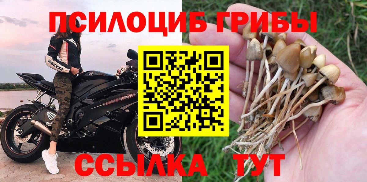 купить закладку  Вход с VPN  Псилоцибиновые грибы Magic Shrooms  Ирбит  Псилоцибиновые грибы Cubensis 